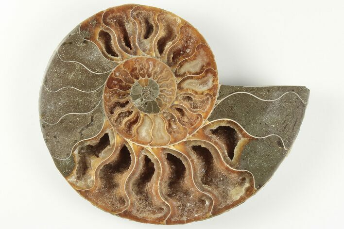 Cut & Polished Ammonite Fossil (Half) - Madagascar #200067